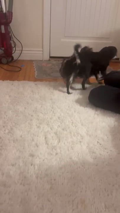 Enlarge CUTEST PUPPIES EVER! WALLY & STEVIE, a Adoptable Yorkie Poo in woodland, CA video 6/6