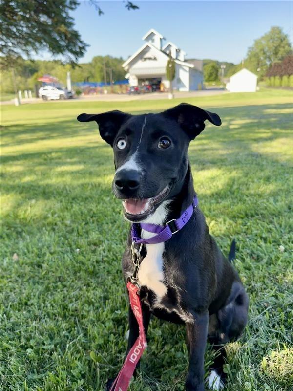 Enlarge Liberty, a Adoptable mixed breed in Gloversville, NY image 1/5