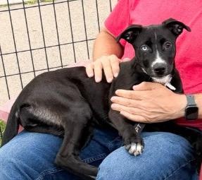 Liberty, a Adoptable mixed breed in Gloversville, NY image 1/2