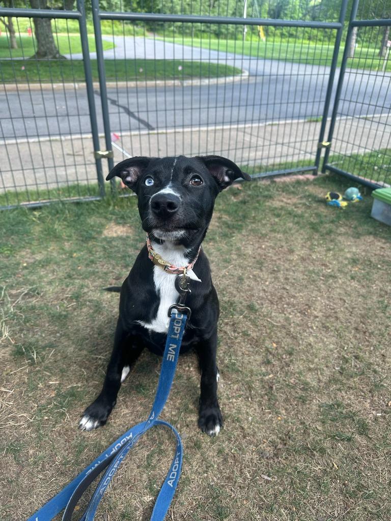 Liberty, a Adoptable mixed breed in Gloversville, NY image 2/2