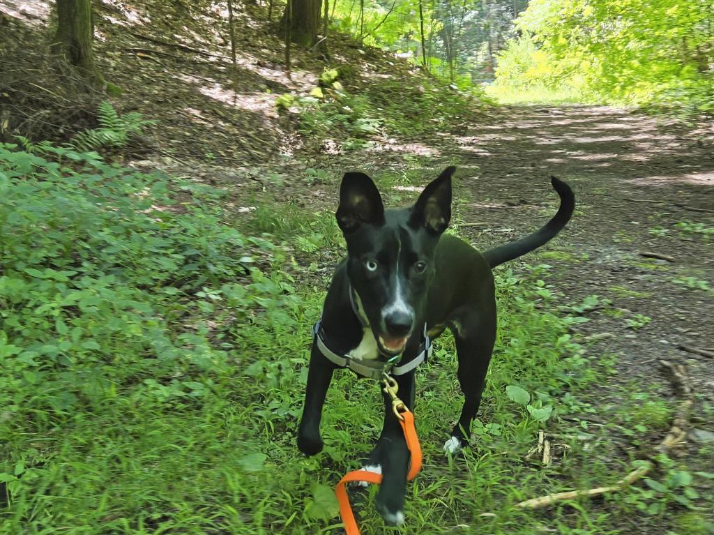 Enlarge Liberty, a Adoptable mixed breed in Gloversville, NY image 2/5