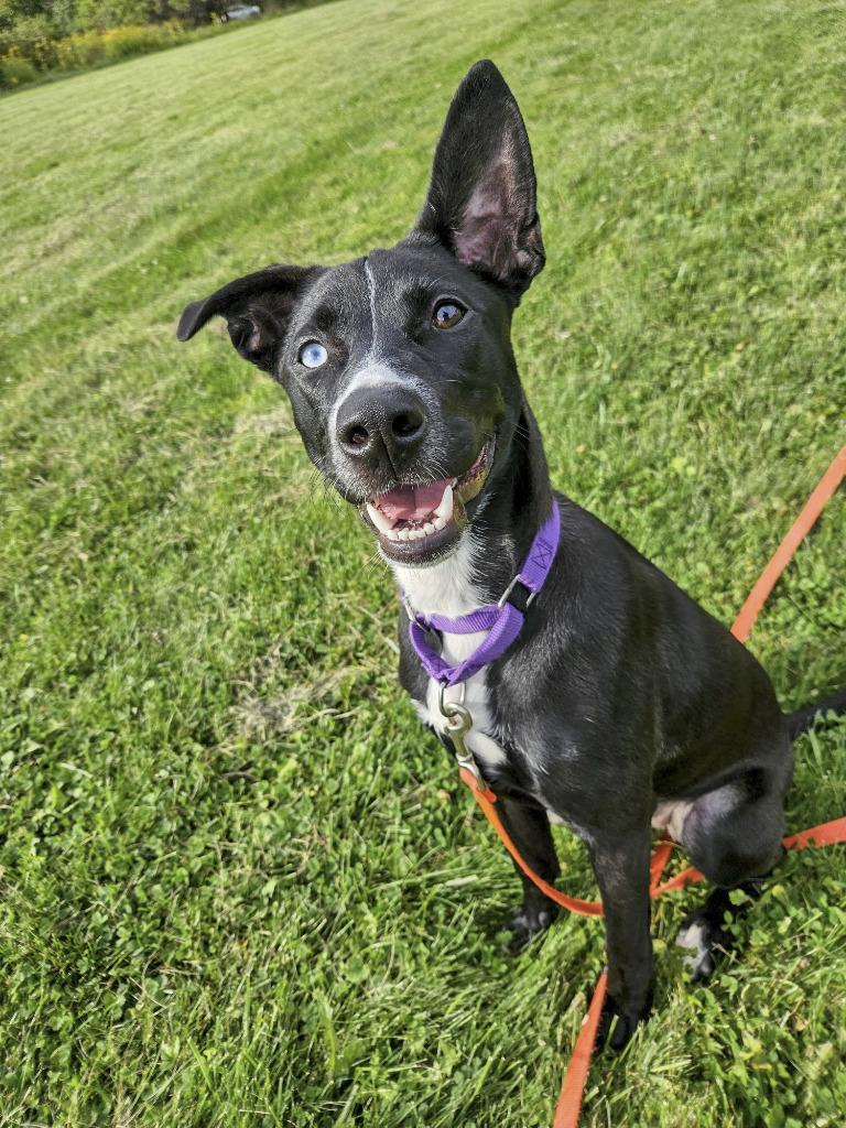 Enlarge Liberty, a Adoptable mixed breed in Gloversville, NY image 3/5