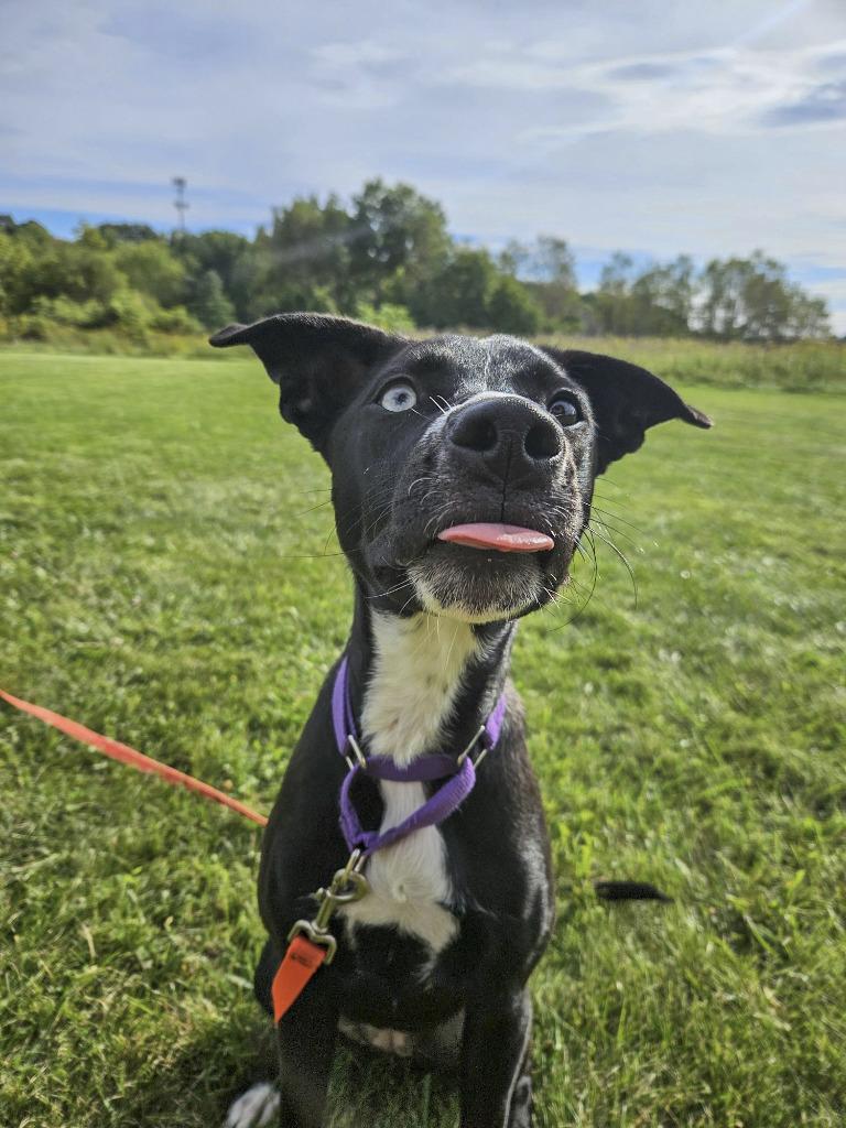 Enlarge Liberty, a Adoptable mixed breed in Gloversville, NY image 4/5