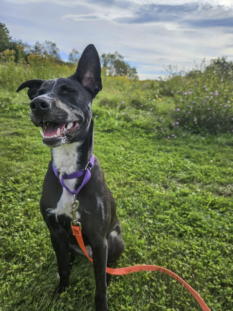Enlarge Liberty, a Adoptable mixed breed in Gloversville, NY image 5/5
