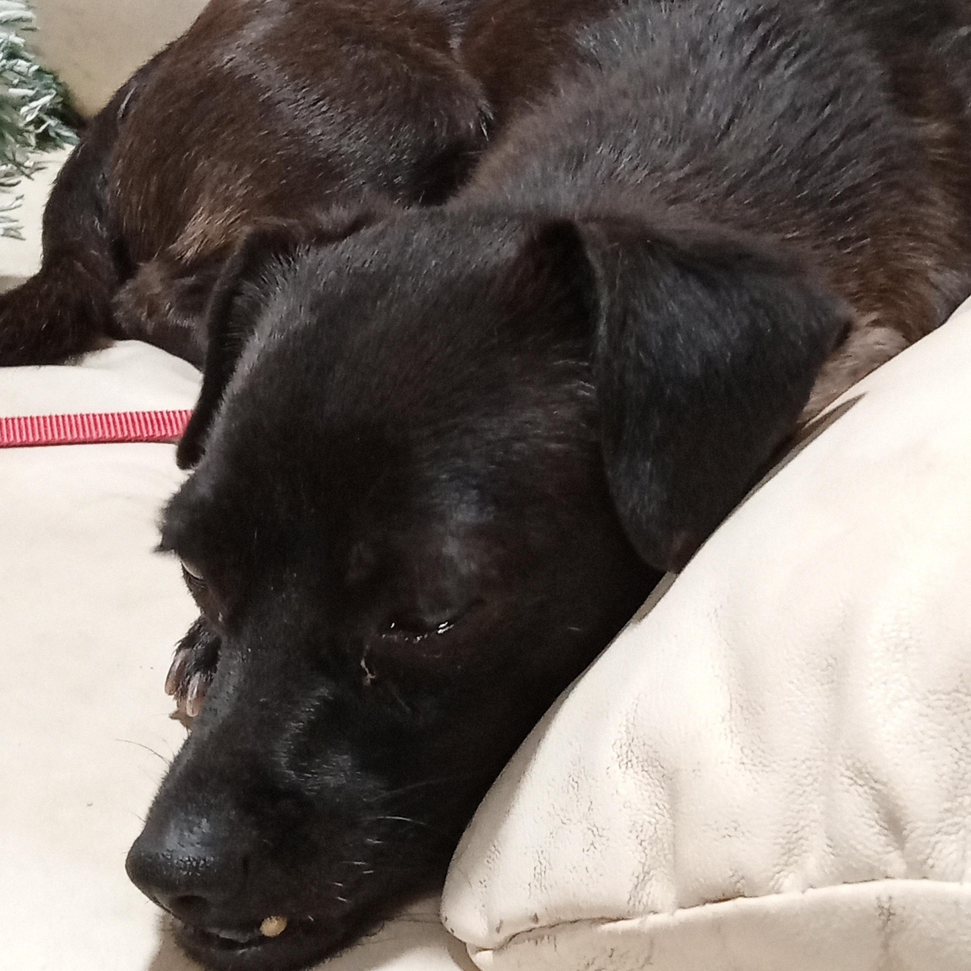 Enlarge Talula, an adopted mixed breed in Albuquerque, NM image 2/2