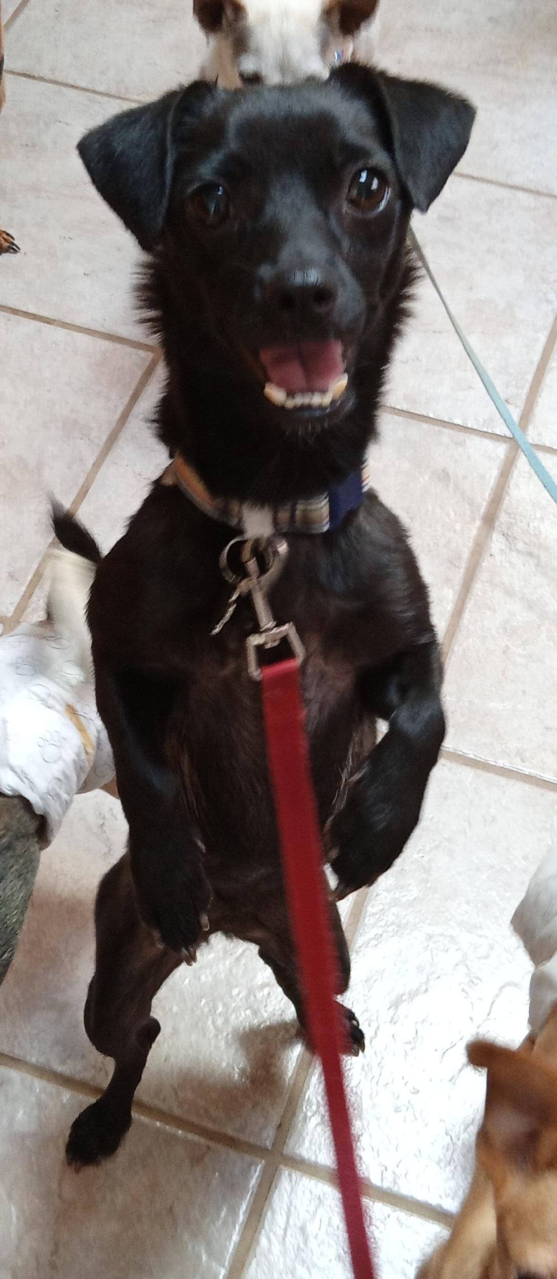 Talula, adopted, Young Female Chihuahua.