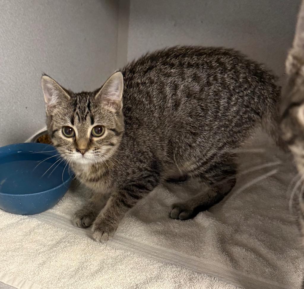 Autumn, Adoptable, Kitten Female Domestic Short Hair.