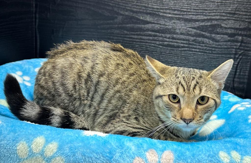 Enlarge Squeaky, a Adoptable mixed breed in Washington Court House, OH image 1/1