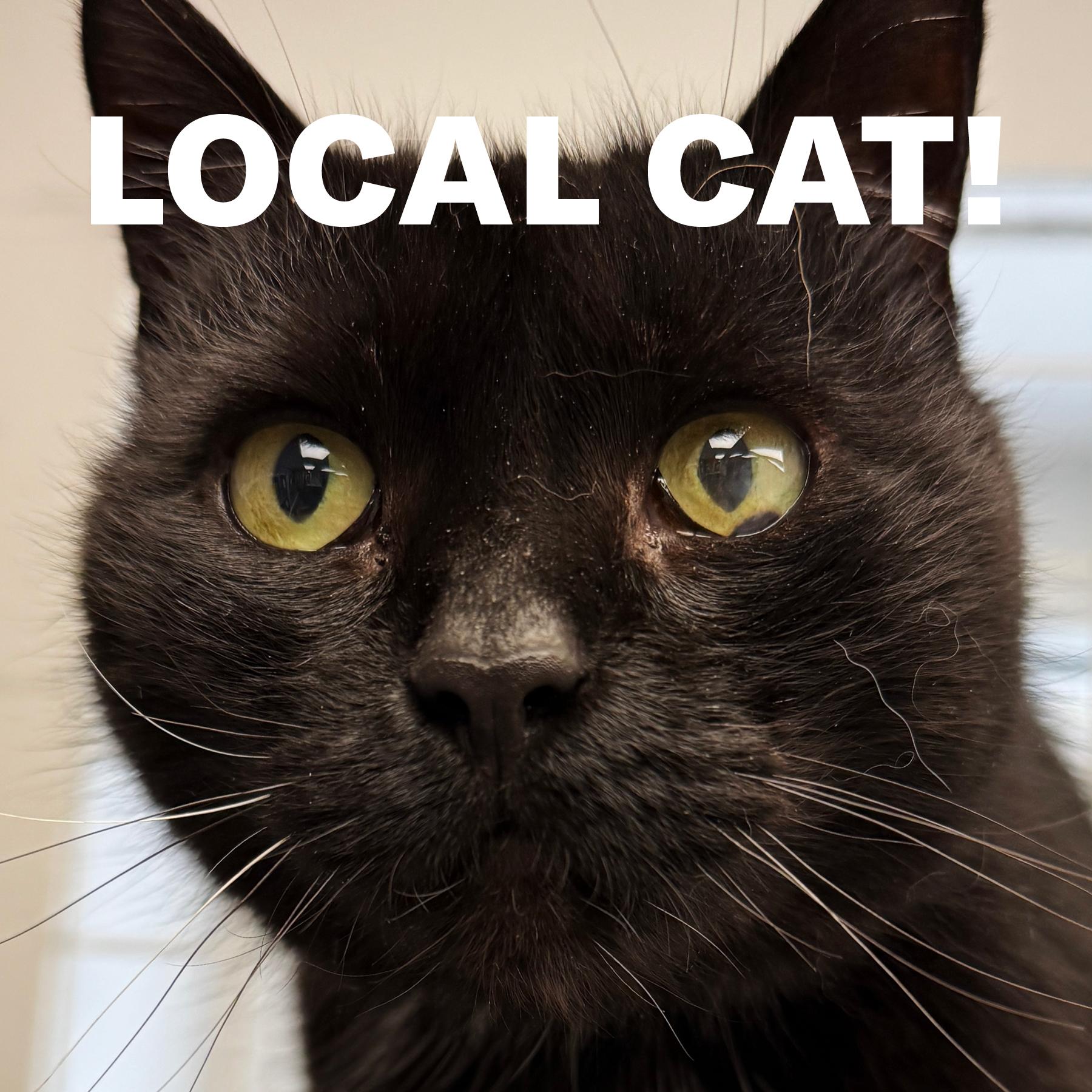 LOCAL CAT: Lady Liberty, Adoptable, Adult Female Domestic Short Hair.
