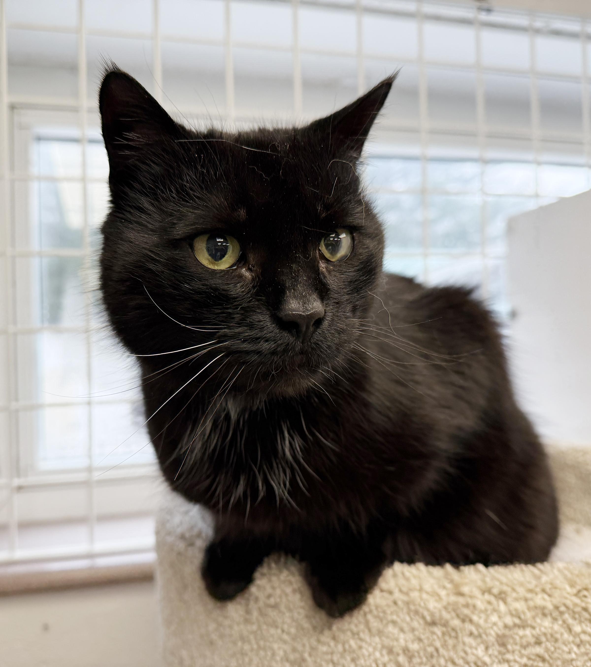 Enlarge LOCAL CAT: Lady Liberty, a Adoptable mixed breed in Clayville, RI image 3/6