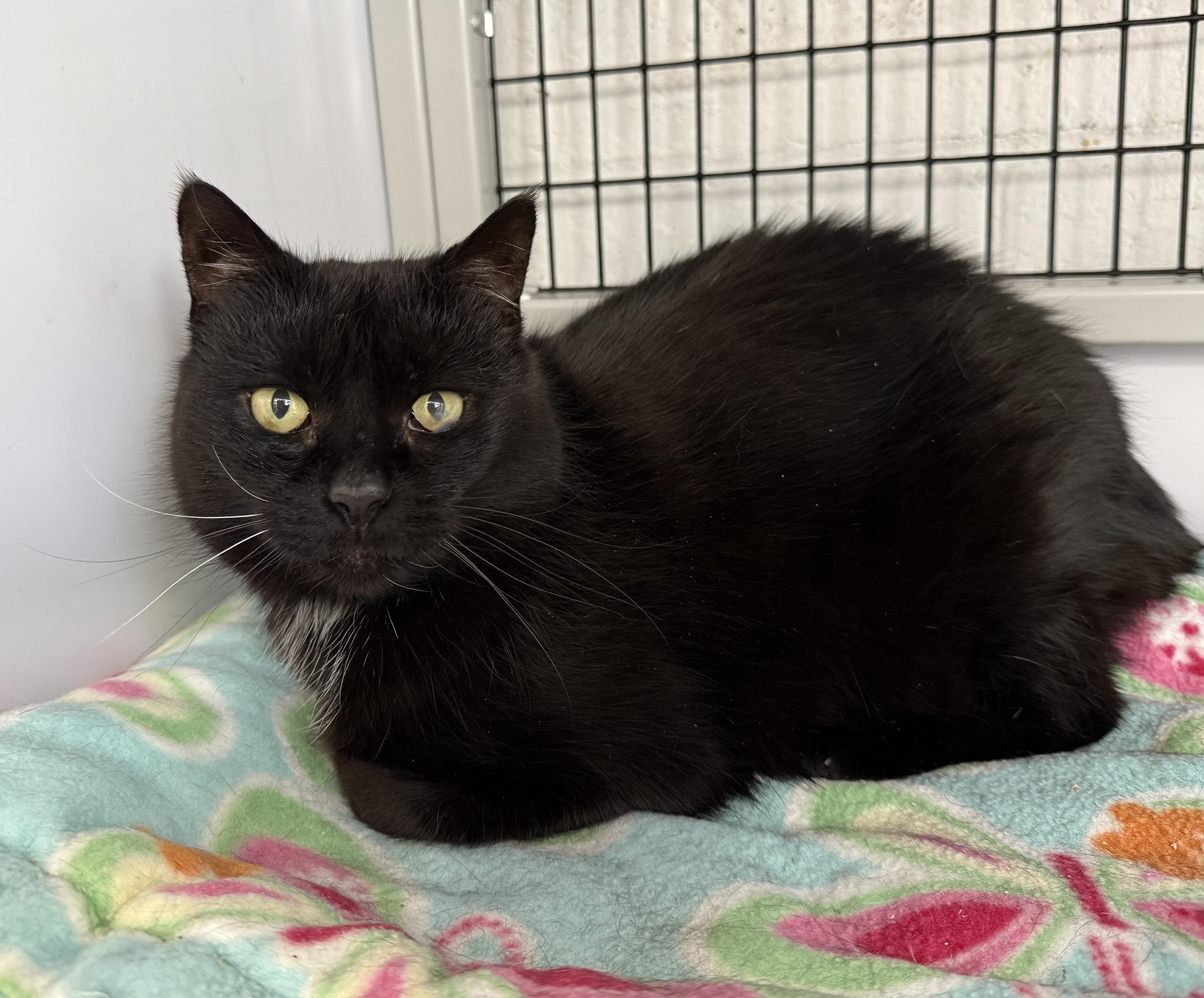 Enlarge LOCAL CAT: Lady Liberty, a Adoptable mixed breed in Clayville, RI image 6/6