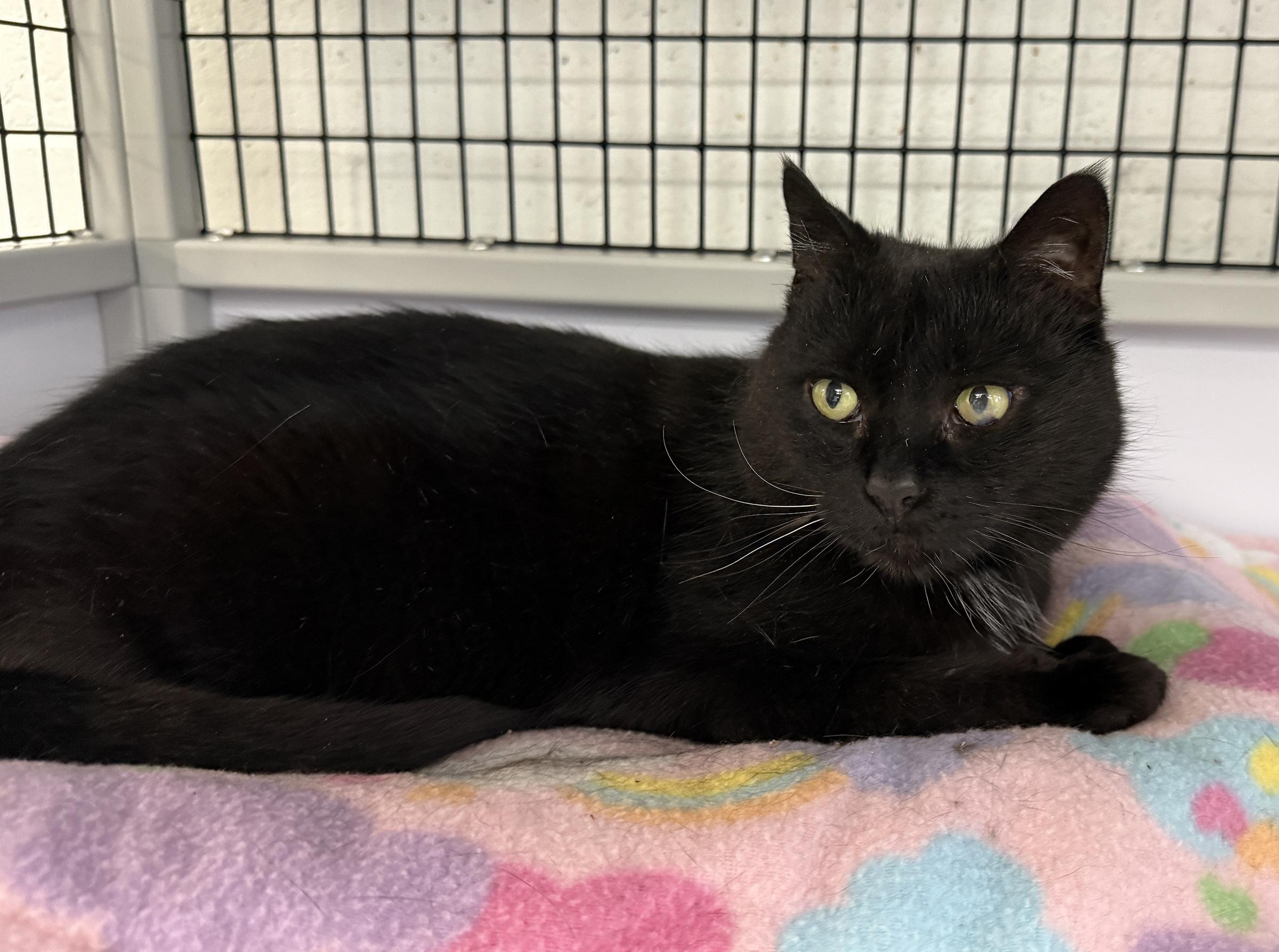 Enlarge LOCAL CAT: Lady Liberty, a Adoptable mixed breed in Clayville, RI image 4/6