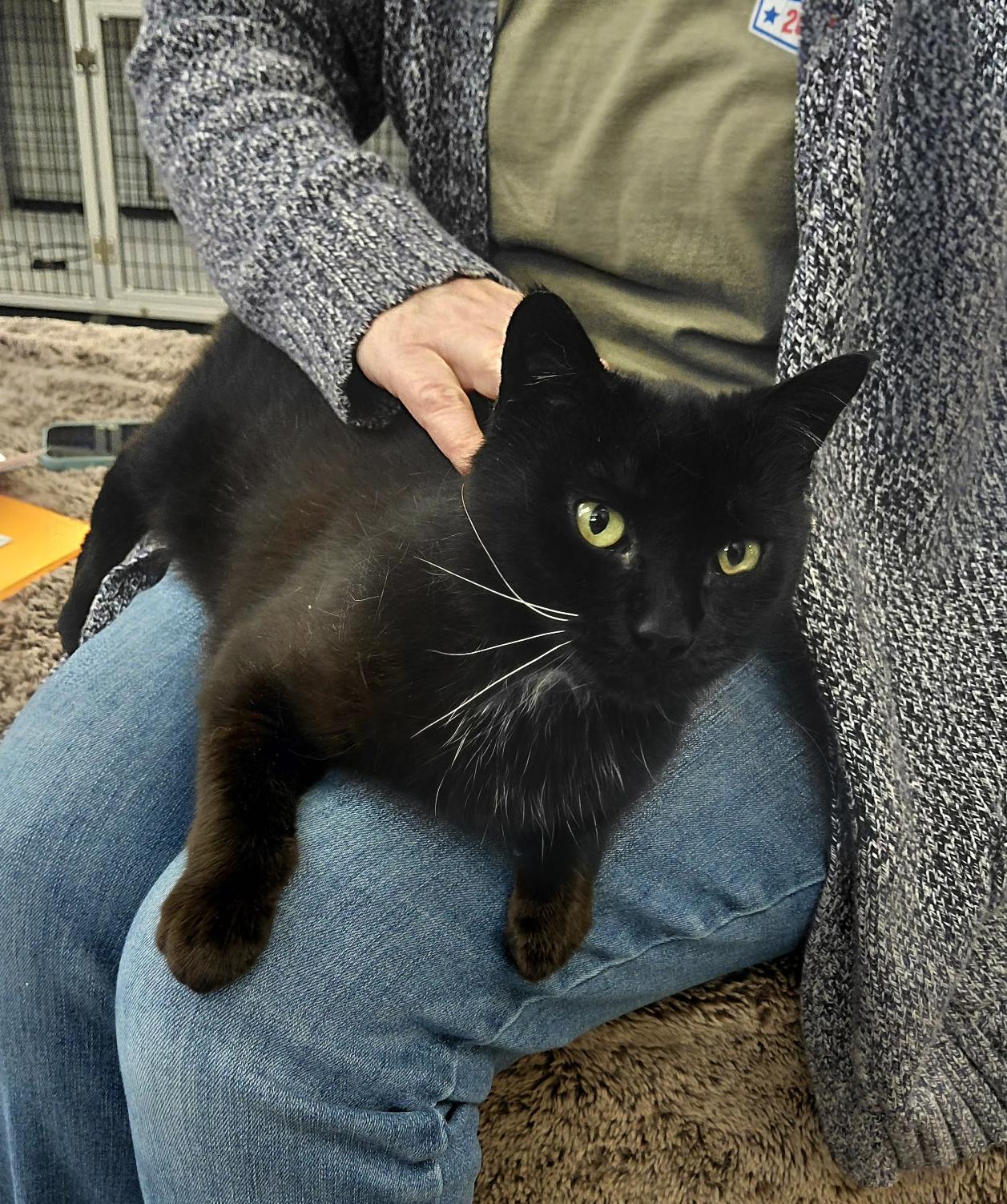 Enlarge LOCAL CAT: Lady Liberty, a Adoptable mixed breed in Clayville, RI image 3/6