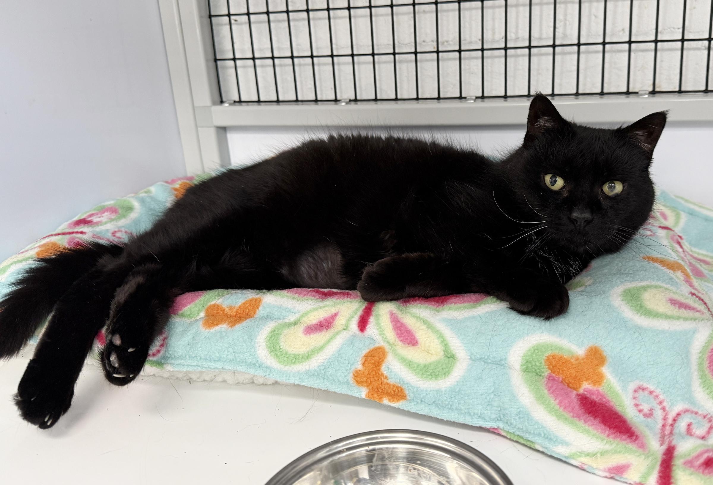 Enlarge LOCAL CAT: Lady Liberty, a Adoptable mixed breed in Clayville, RI image 2/6