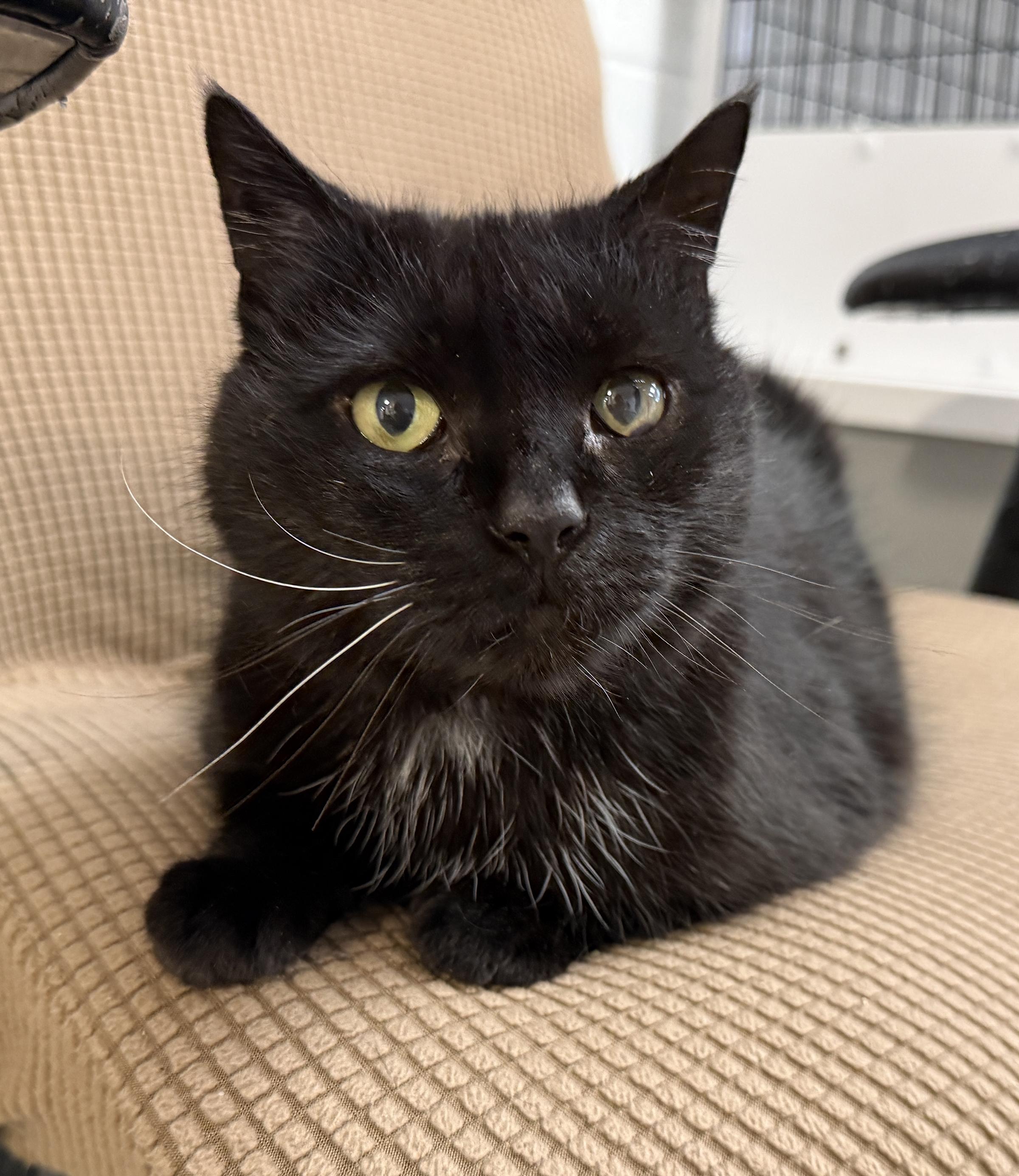 Enlarge LOCAL CAT: Lady Liberty, a Adoptable mixed breed in Clayville, RI image 5/6