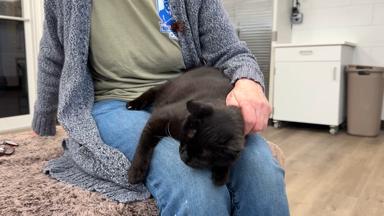 Enlarge LOCAL CAT: Lady Liberty, a Adoptable mixed breed in Clayville, RI video 6/6