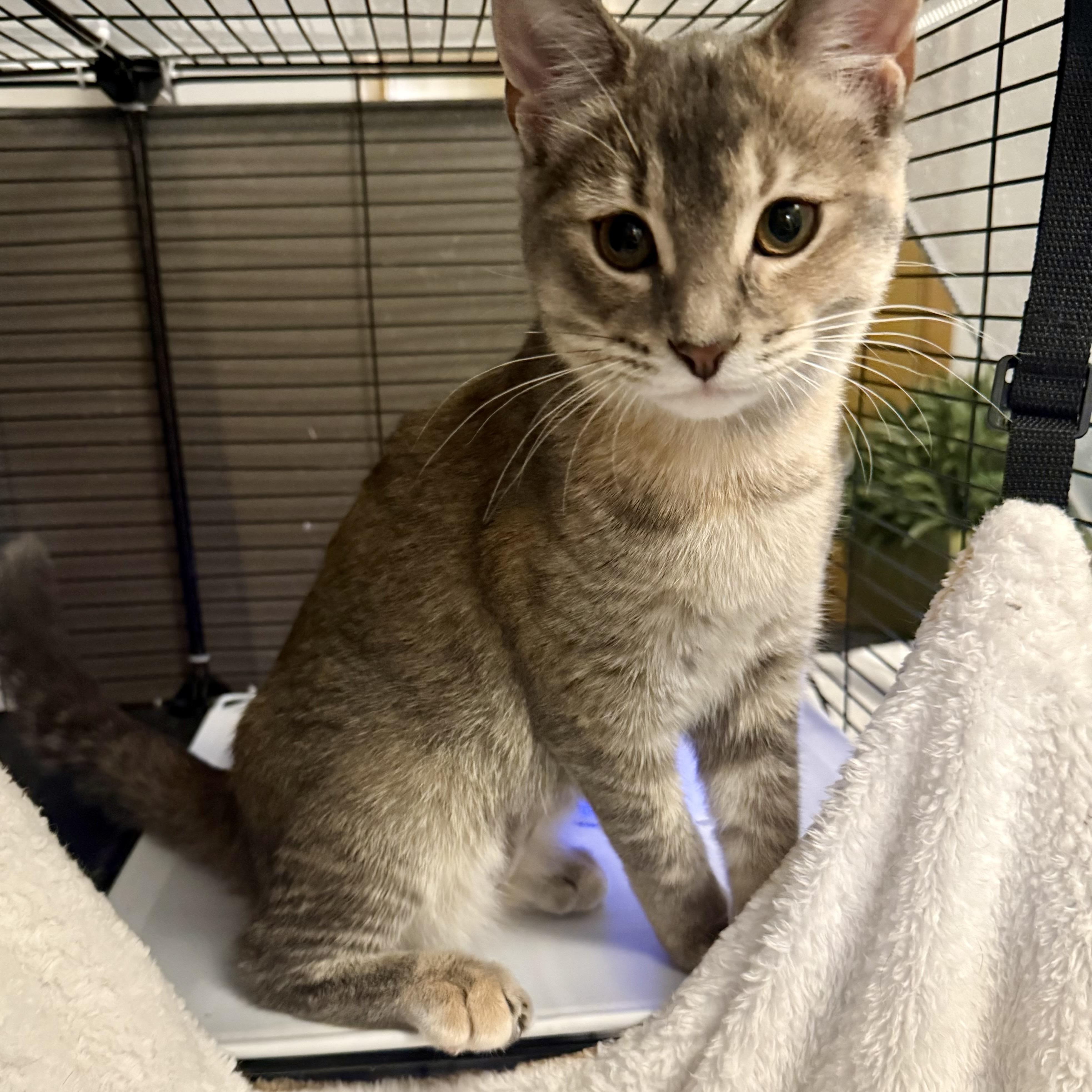 Tula, Young Female unknown