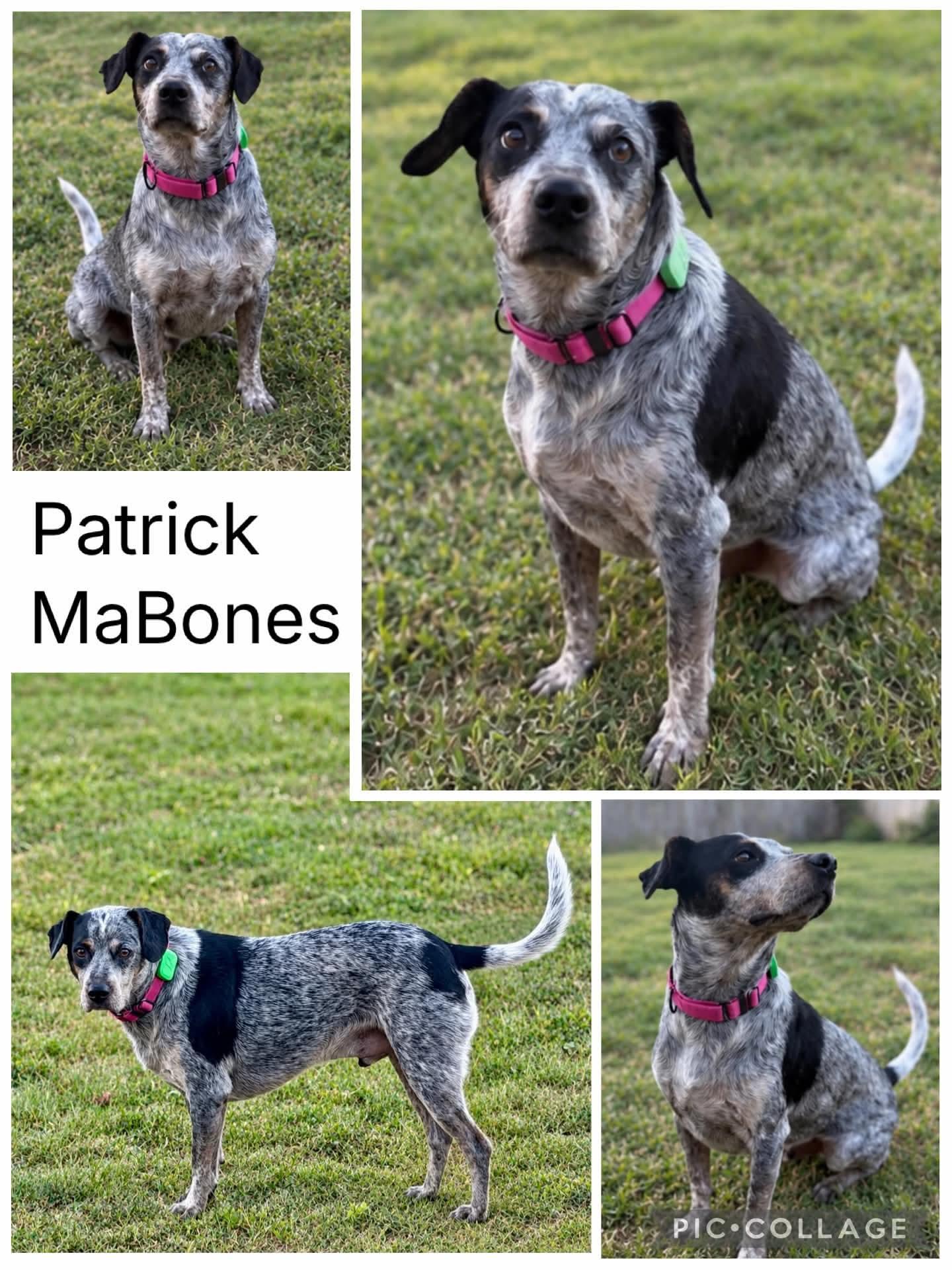 Patrick MaBones, Adoptable, Young Male Australian Cattle Dog / Blue Heeler.