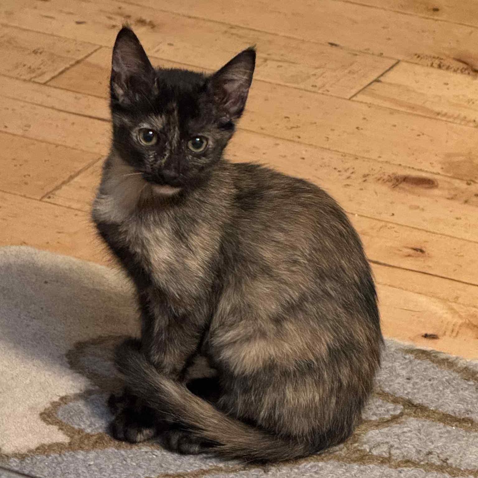 Soma (unusual sepia coloring), a Adoptable Domestic Short Hair in Allen, TX image 2/6