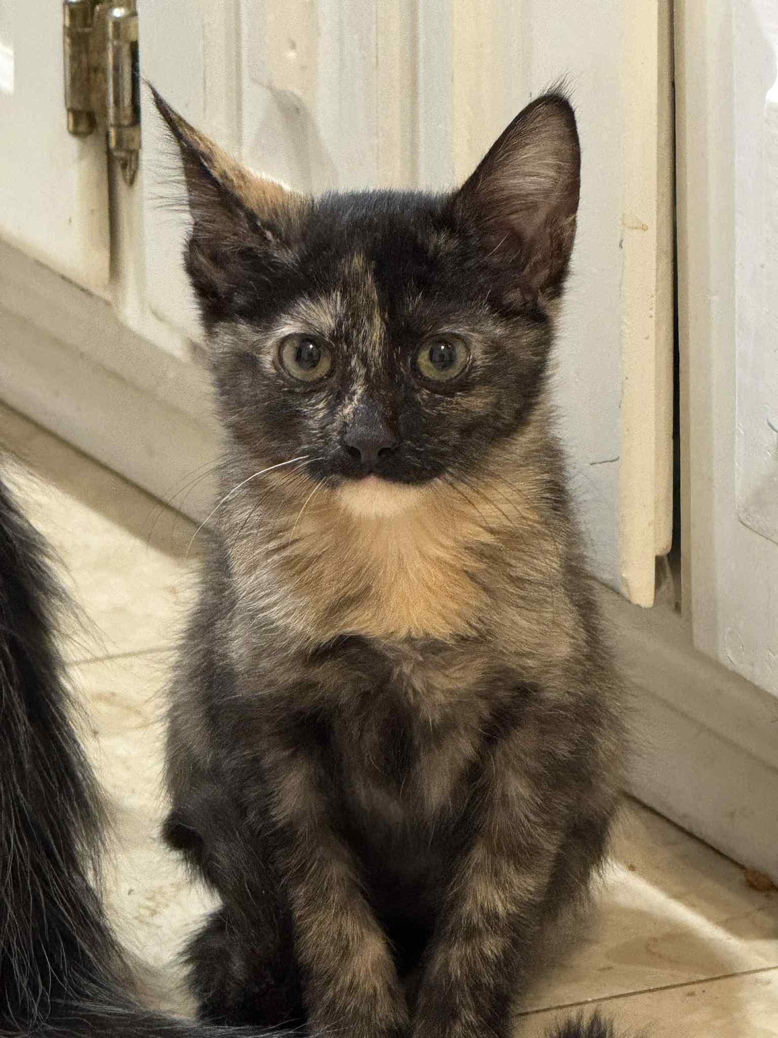 Soma (unusual sepia coloring), a Adoptable Domestic Short Hair in Allen, TX image 3/6