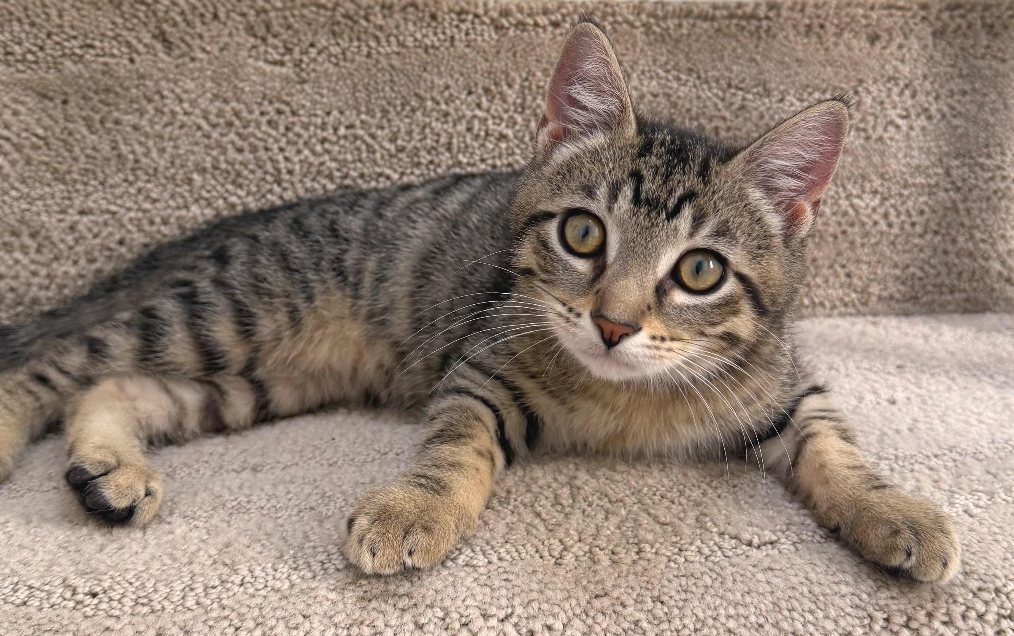 Tigger, an adopted Tabby in Hilton Head Island, SC image 3/3