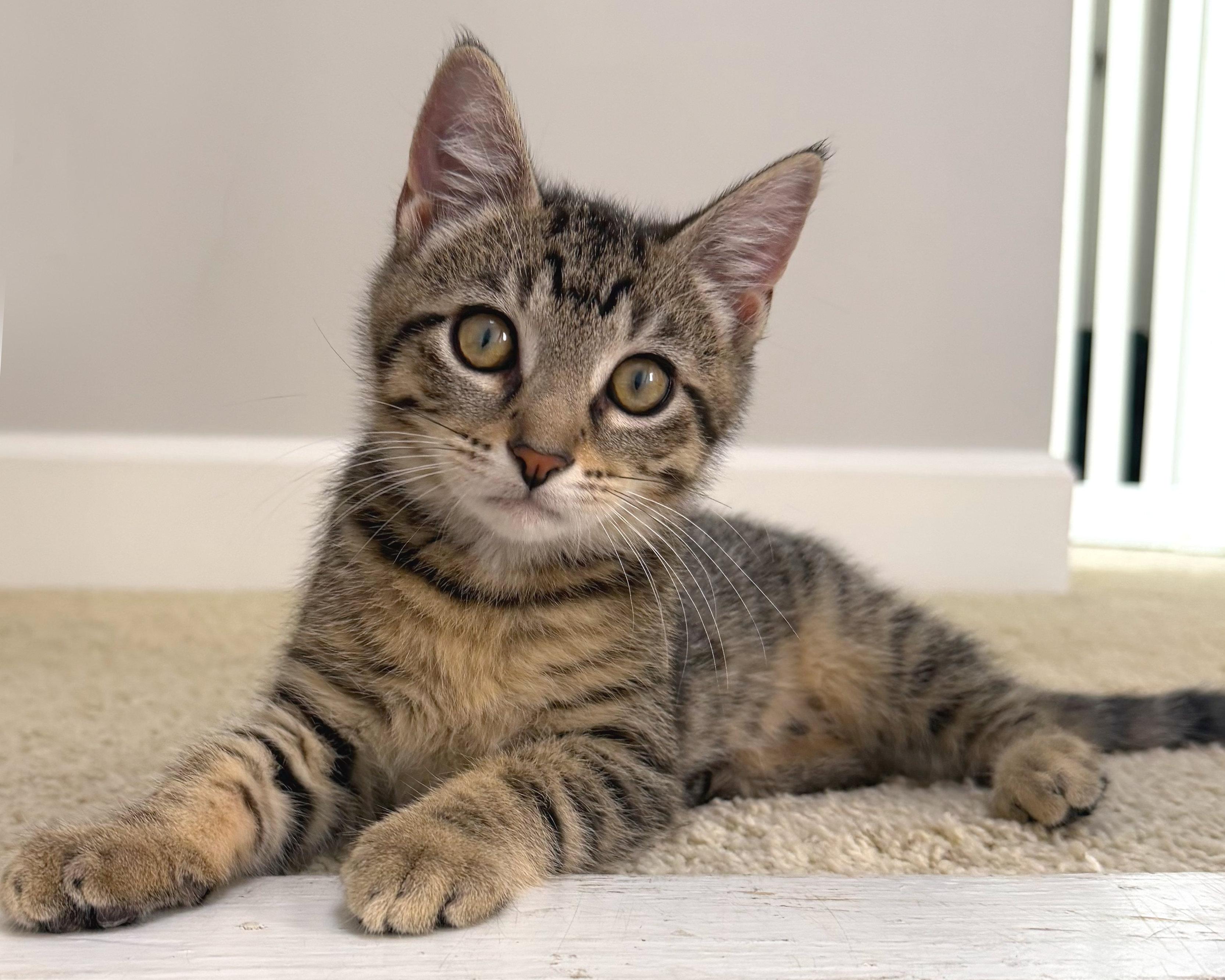 Tigger, an adopted Tabby in Hilton Head Island, SC image 2/3