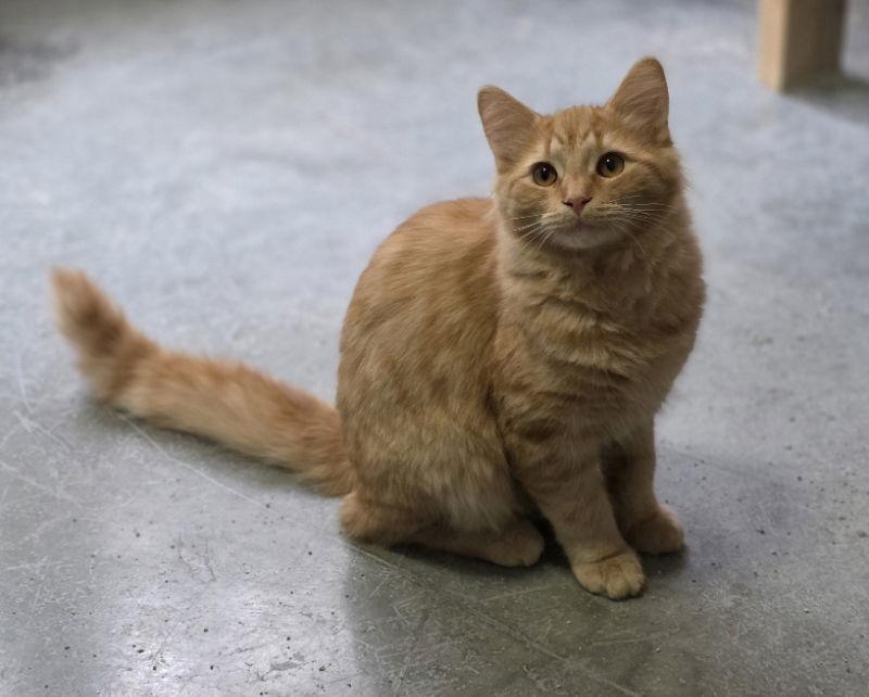 Cornelius, a Adoptable Domestic Short Hair in Woodsfield, OH image 1/2