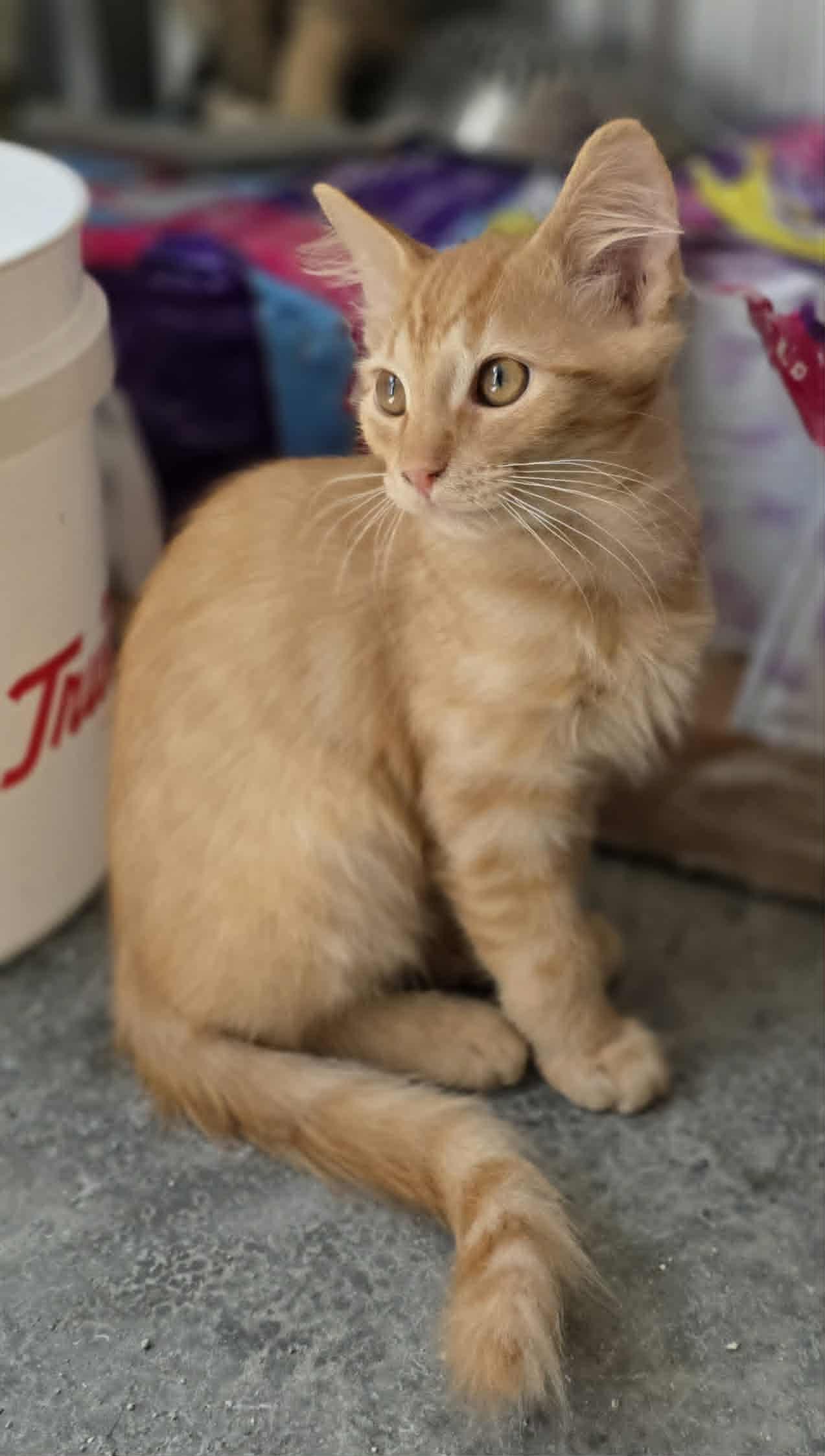 Cornelius, a Adoptable Domestic Short Hair in Woodsfield, OH image 2/2