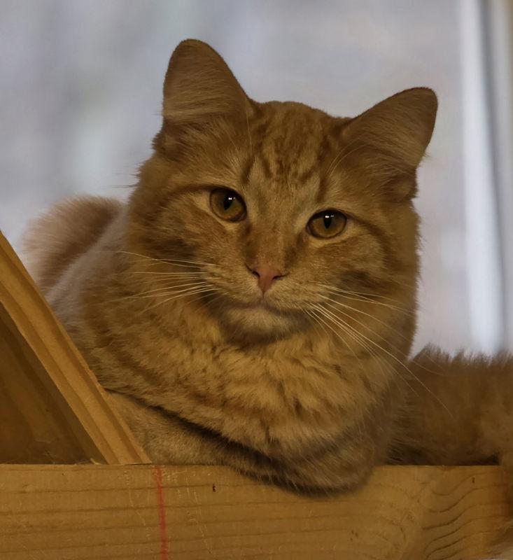 Enlarge Cornelius, a Adoptable Domestic Short Hair in Woodsfield, OH image 2/3