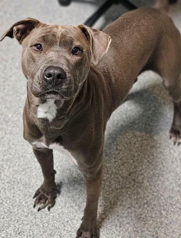 Enlarge Dazee, a Adoptable Pit Bull Terrier in Huntington, IN image 2/2