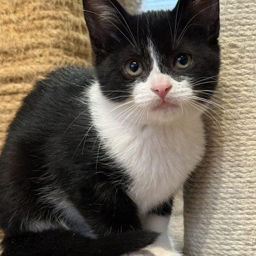 AGGIE, Adoptable, Kitten Female Domestic Short Hair.