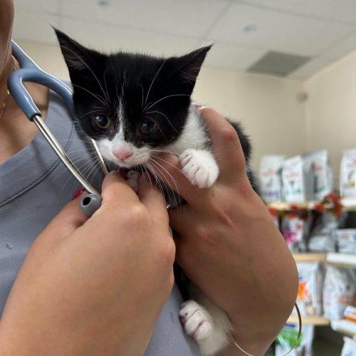 Enlarge AGGIE, a Adoptable Domestic Short Hair in Toronto, ON image 2/6