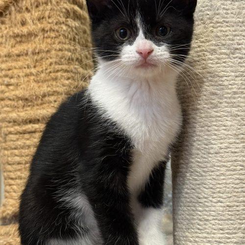Enlarge AGGIE, a Adoptable Domestic Short Hair in Toronto, ON image 4/6