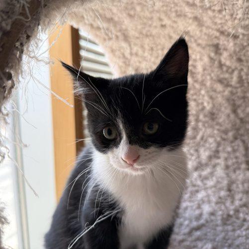 Enlarge AGGIE, a Adoptable Domestic Short Hair in Toronto, ON image 5/6