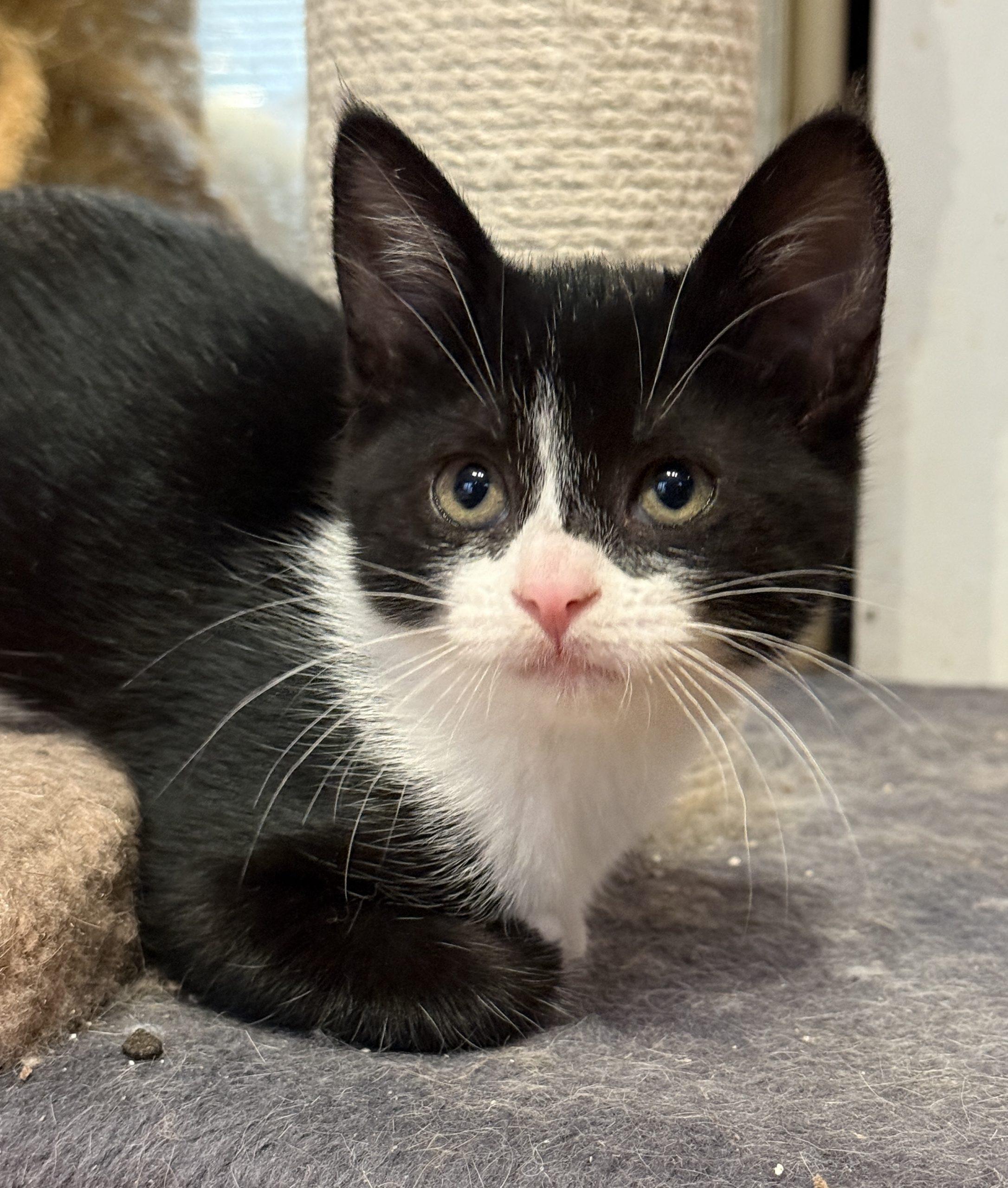 Enlarge AGGIE, a Adoptable Domestic Short Hair in Toronto, ON image 6/6