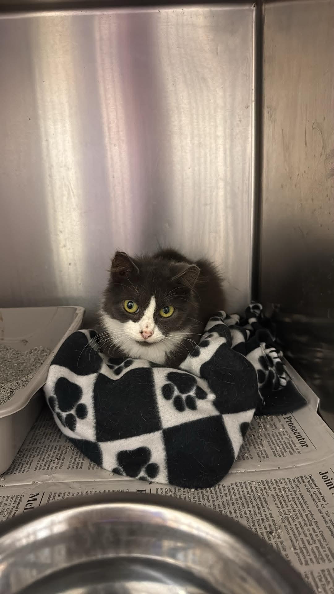 Enlarge macy, a Adoptable Domestic Short Hair in Tappahannock, VA image 1/1