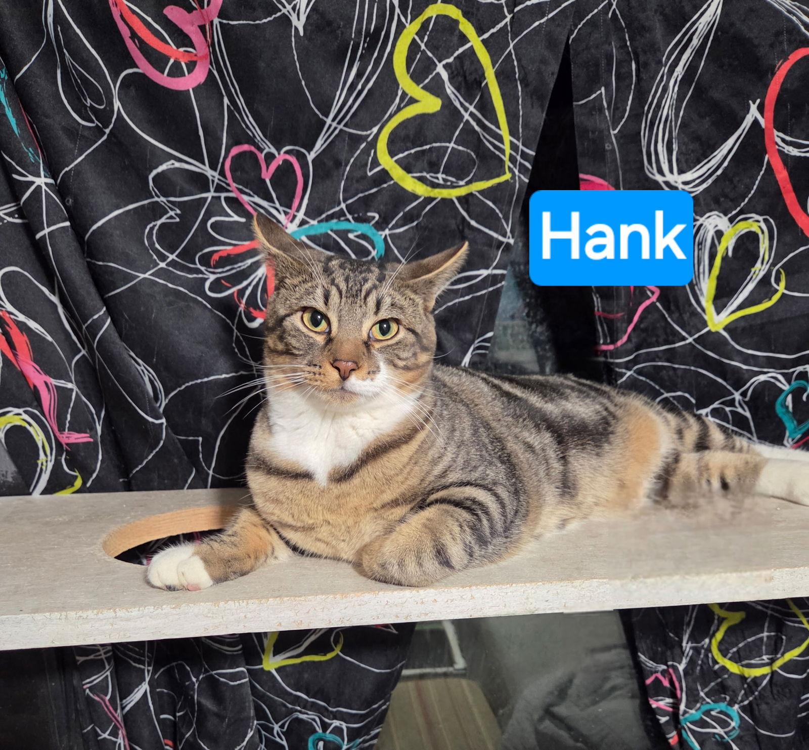 Hank, Adoptable, Young Male Domestic Short Hair.