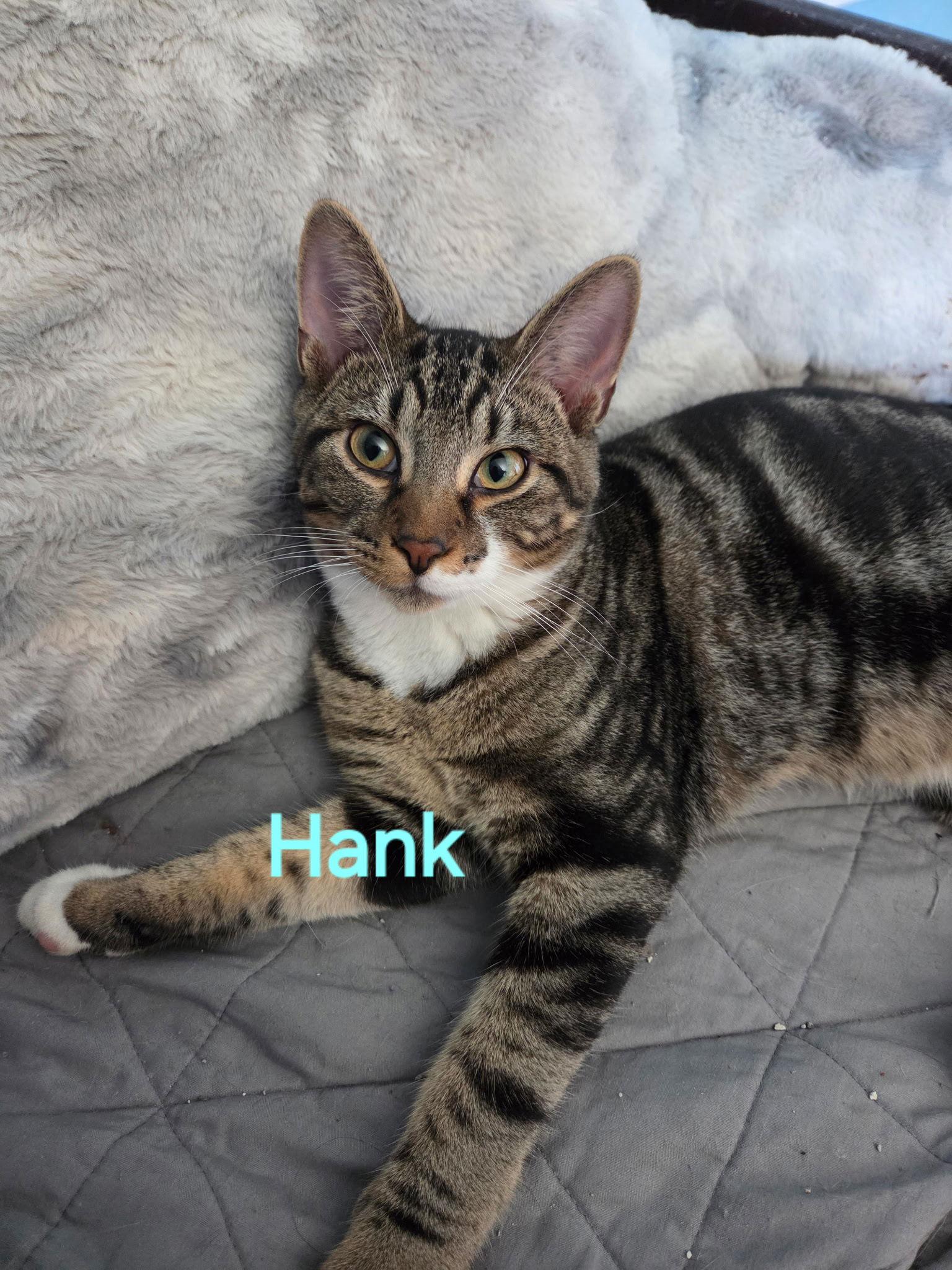 Enlarge Hank, a Adoptable Domestic Short Hair in Waterloo, IA image 2/2