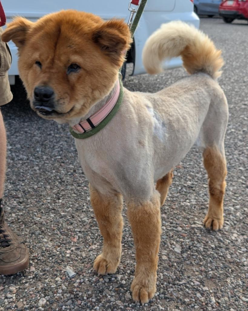 Chimi, a Adoptable mixed breed in Cottonwood, AZ image 1/2