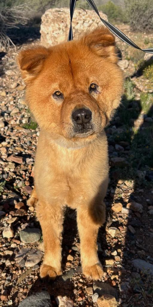 Chimi, a Adoptable mixed breed in Cottonwood, AZ image 2/2