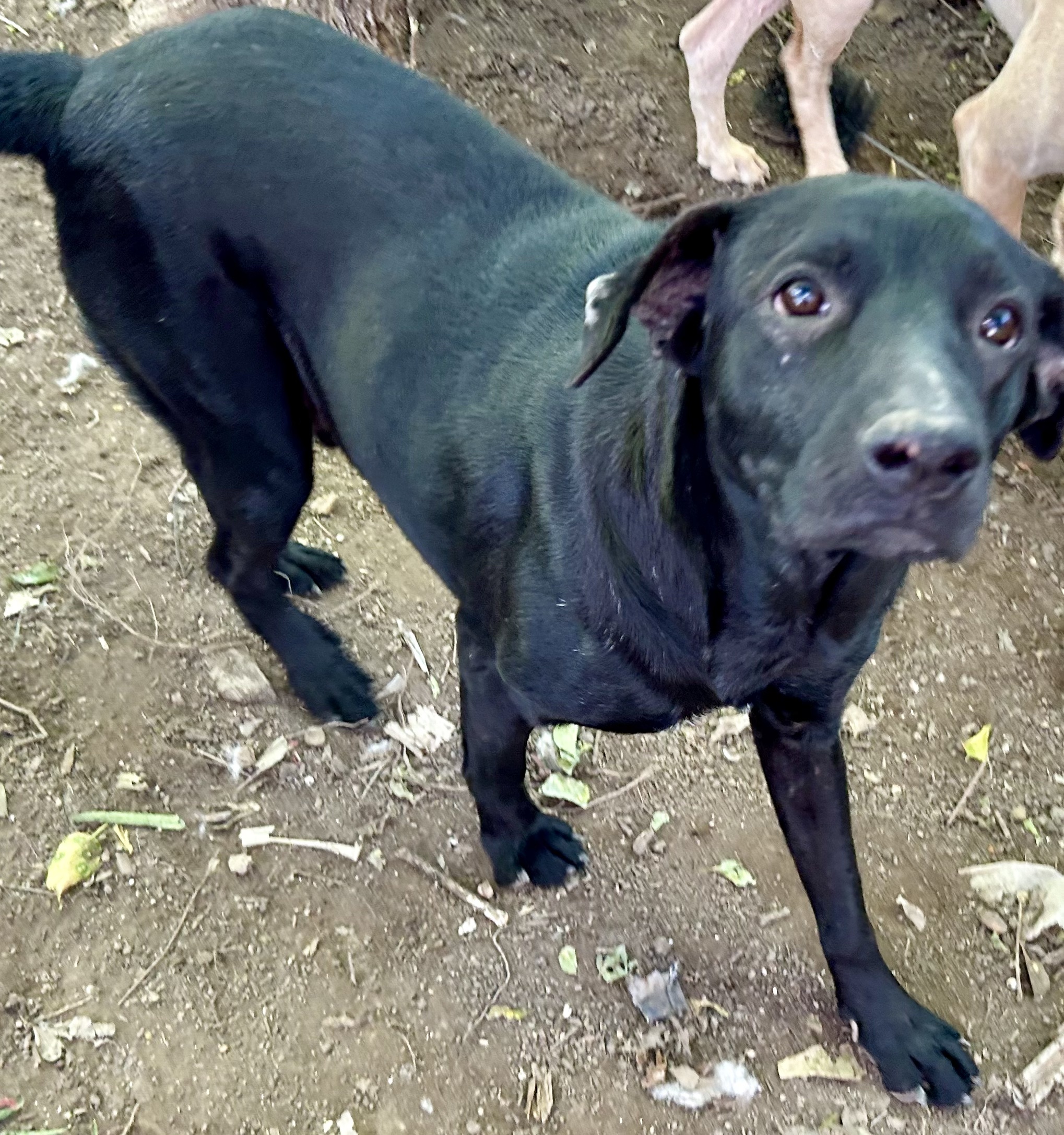 Enlarge Soldier, a Adoptable mixed breed in San Antonio, TX image 5/6