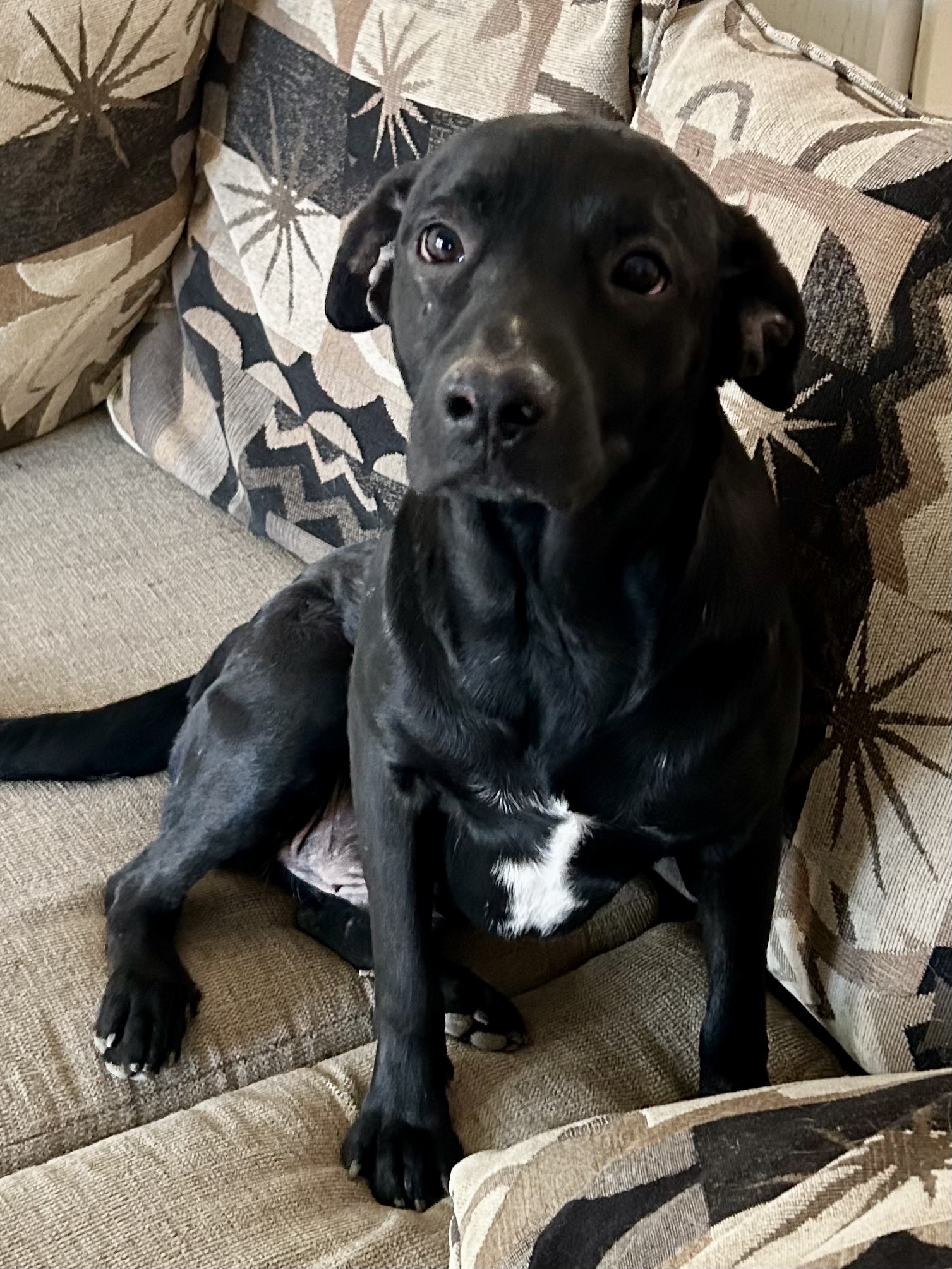 Enlarge Soldier, a Adoptable mixed breed in San Antonio, TX image 2/6