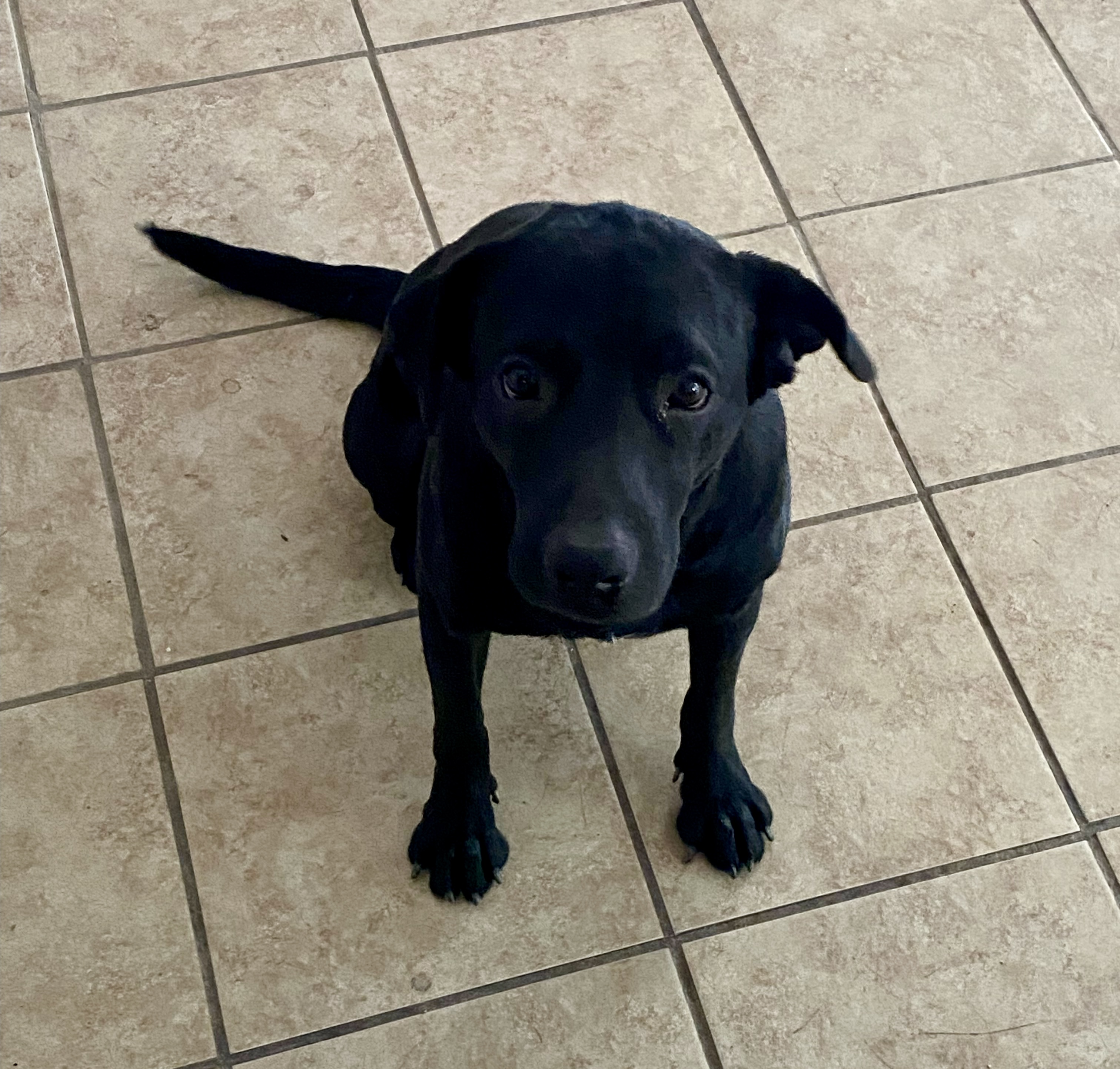 Enlarge Soldier, a Adoptable mixed breed in San Antonio, TX image 3/6