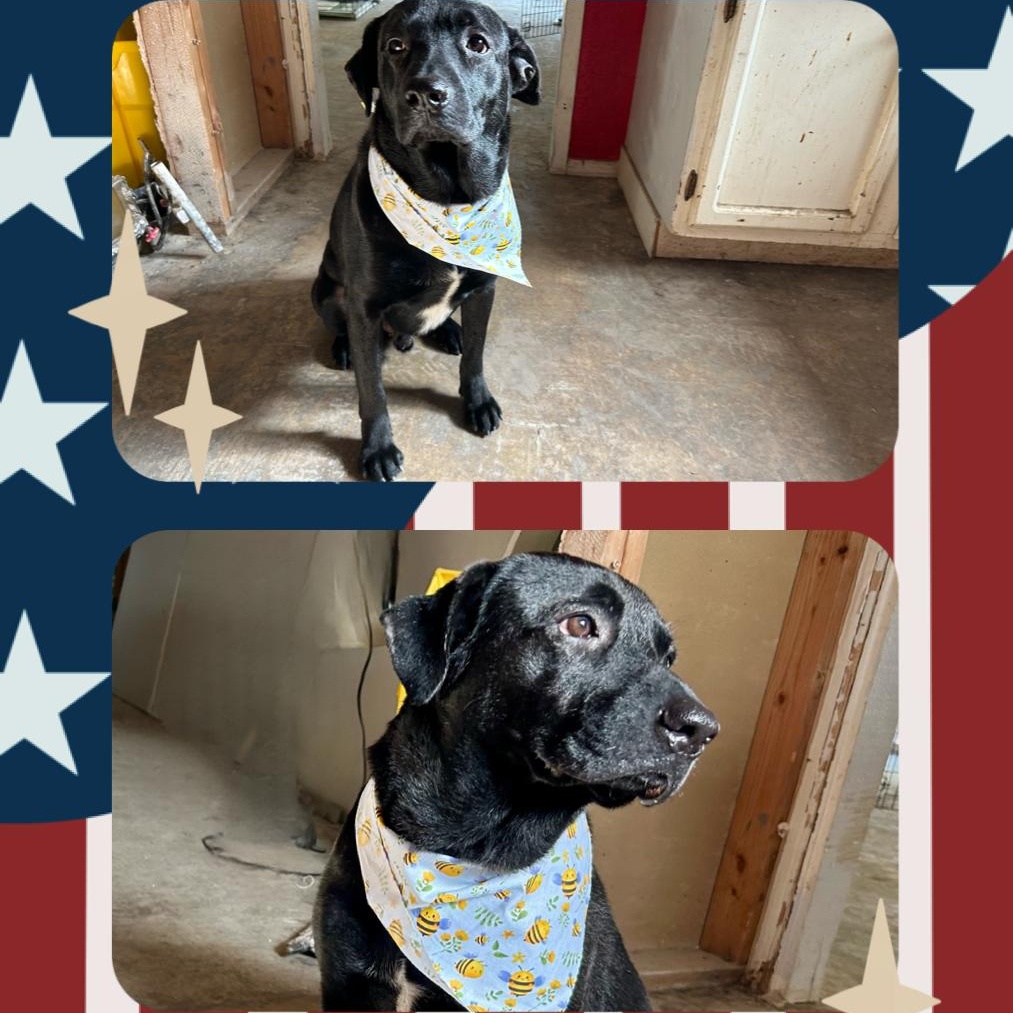 Enlarge Soldier, a Adoptable mixed breed in San Antonio, TX image 1/6