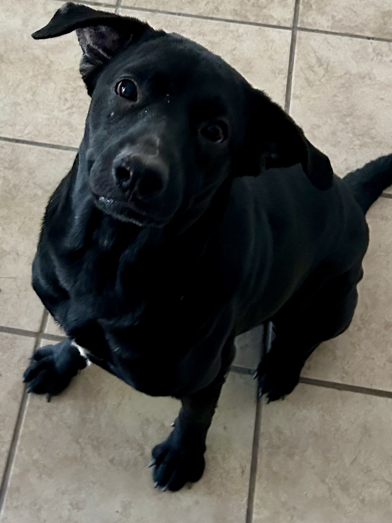 Enlarge Soldier, a Adoptable mixed breed in San Antonio, TX image 4/6