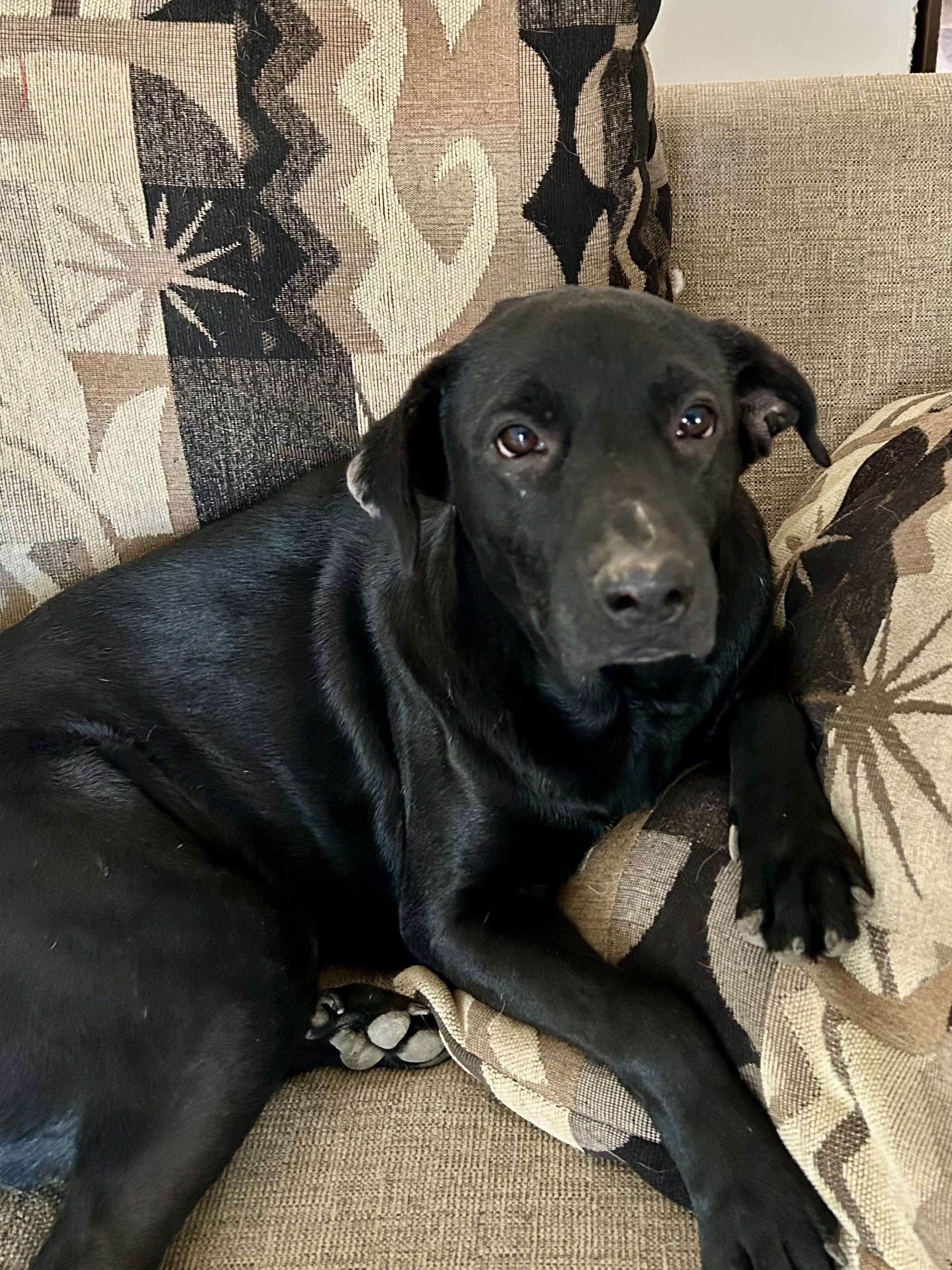 Enlarge Soldier, a Adoptable mixed breed in San Antonio, TX image 6/6