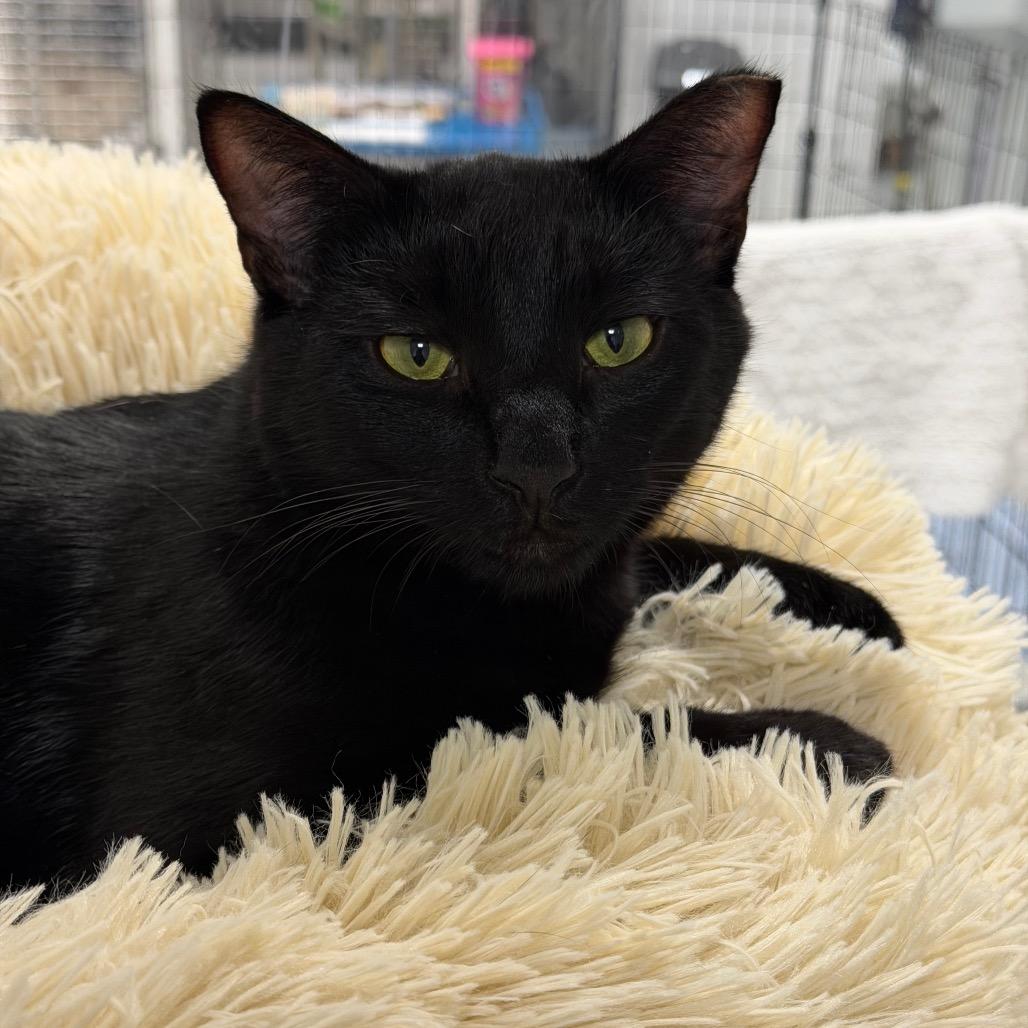 Twilight, Adoptable, Young Male Domestic Short Hair.