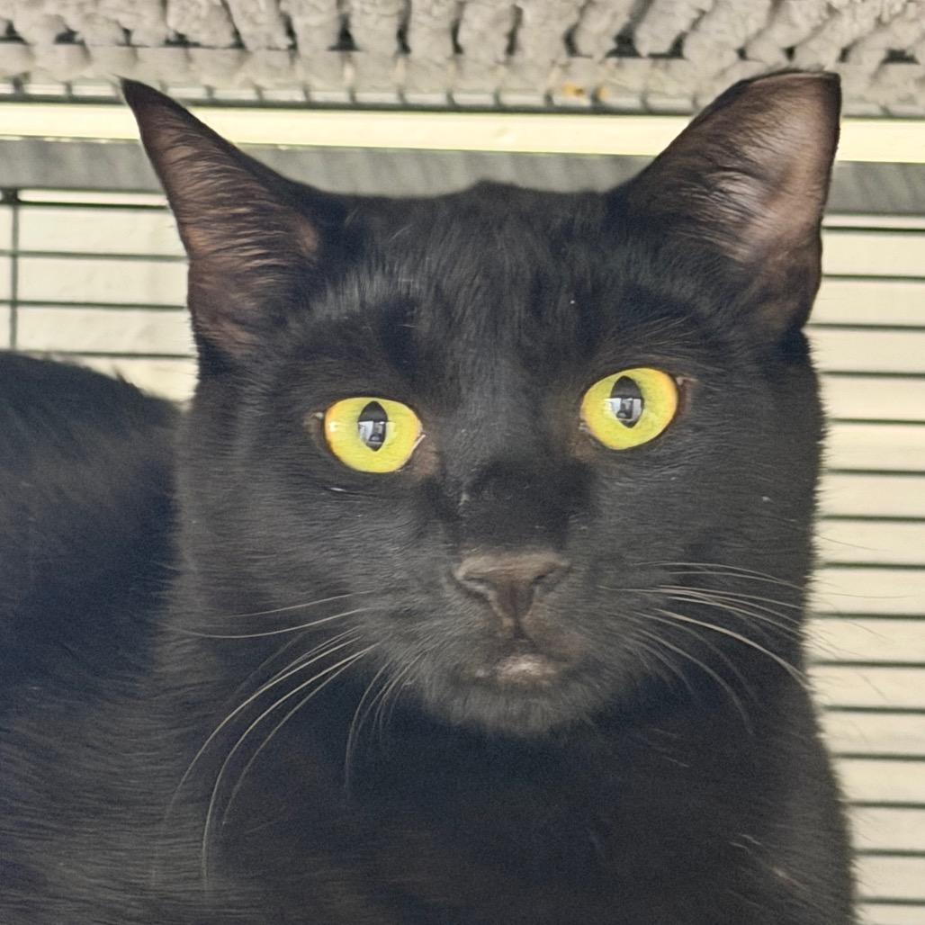 Enlarge Twilight, a Adoptable Domestic Short Hair in Hampton Bays, NY image 2/6