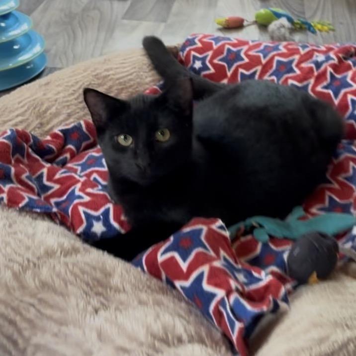 Enlarge Twilight, a Adoptable Domestic Short Hair in Hampton Bays, NY image 3/6