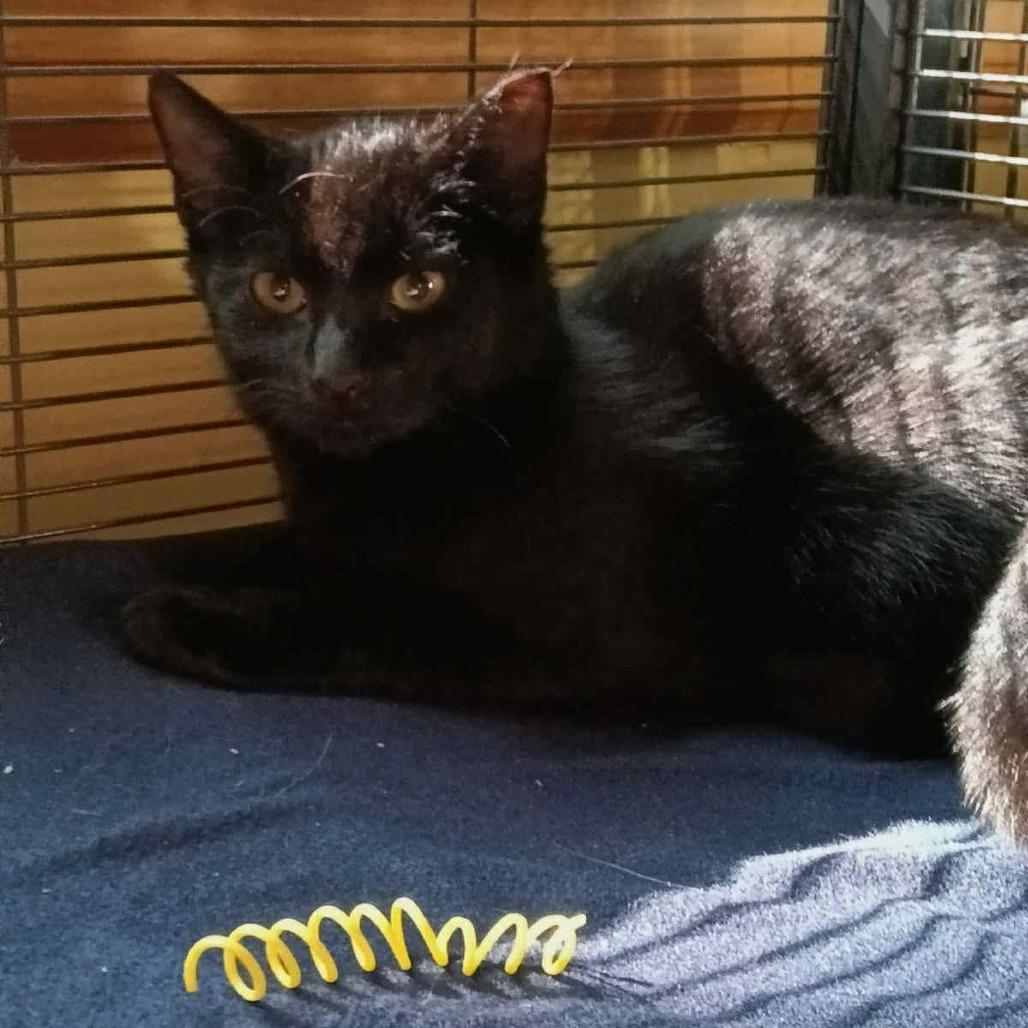 Enlarge Twilight, a Adoptable Domestic Short Hair in Hampton Bays, NY image 4/6